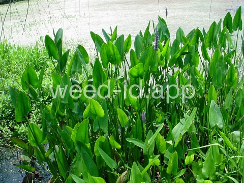 pickerelweed